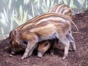 Philippine wild pig