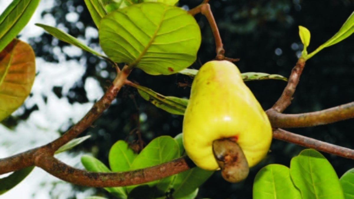 cashew nut market rate