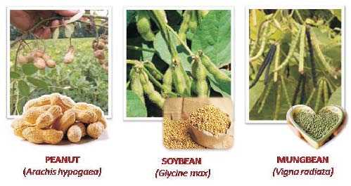 peanut - soybean - mungbean