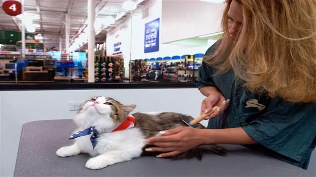 VIDEO: PetSmart Continues to Claw its Way Back 1