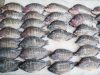 How to Raise Tilapia in the Backyard