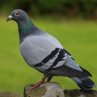 Pigeons