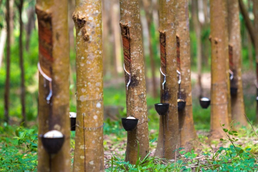 rubber tree