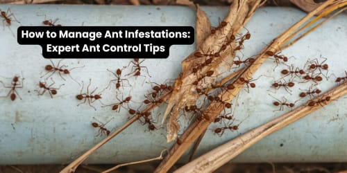 Ant Control Tips